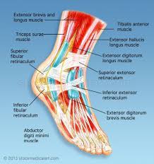 Pin On Anatomy