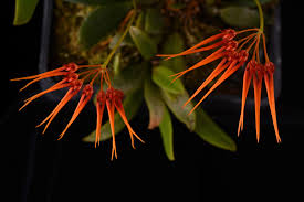 Image result for Bulbophyllum kivuense