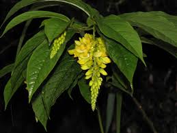 Image result for Polygala claessensii