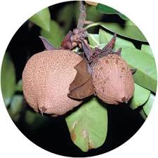 Image result for Pentadesma