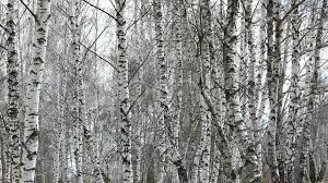 Black And White Birch Tree Wallpaper Birch Wood Wallpaper 01 Jpeg 1920x1080 Jpg 1920 1080 Birch Tree Tree Black And White