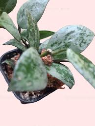 Image result for Olax aschersoniana