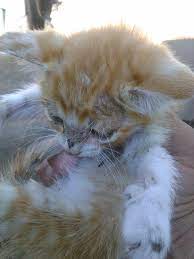 Pin On Cats Tips
