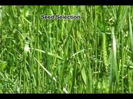 Over Seeding A Pasture Perennial Rye And White Clover September Or February March Backyard Farming Livestock Farming Pasture