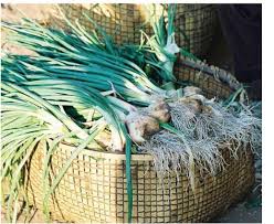 Image result for Pycnostachys ruandensis