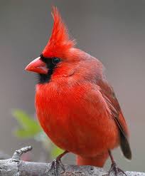 Grey Bird With Red Mohawk Pin By Linda Shaw On Feathered Friends In 2020 With Images Birds Beautiful Birds Wild Birds