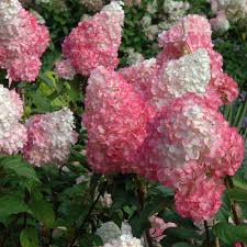 Maybe you would like to learn more about one of these? Vanilla Strawberry Hydrangea Impressively Large Exquisite White Blo Pixies Gardens