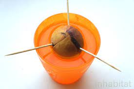 Maybe you would like to learn more about one of these? How To Grow An Avocado Tree From Seed
