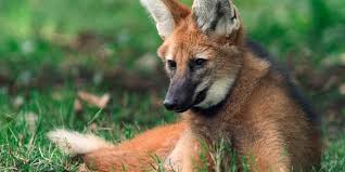 Resultado de imagen de fotos de animales en peligro de extinción