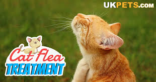 Cat Flea Treatment Reviews Uk Pets