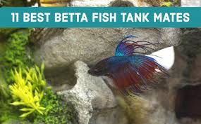 13 Safe And Compatible Betta Fish Tank Mates Betta Fish Tank Betta Fish Tank Mates Betta Fish