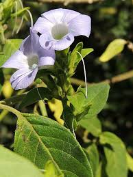 Image result for Acanthaceae
