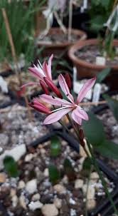 Image result for Cyrtanthus welwitschii