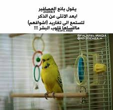 Pin By Fatah Arbi On صور لها معني Parrot