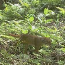The Bornean Bay Cat Is Like The J D Salinger Of The Animal World Rarely Making Public Appearances And Staying So Far Out African Wild Cat Rare Cats Wild Cats