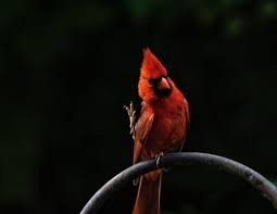 Birds Native To Northeast Ohio Northeast Ohio Birds What S In Your Backyard Ohio Birds Birds Bird Pictures