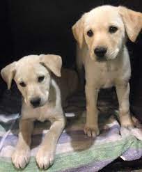 Want a cute puppy today? Kansas City Mo Labrador Retriever Meet Lab Pups A Pet For Adoption
