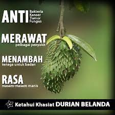 Sirsak atau durian belanda dapat dijadikan juice. Rahsia Dan Keistimewaan Buah Durian Belanda Buahanti Kanser Menambahtenaga Sweetsour Soursop Durianbelanda Healthy Tips Health Tips Healthy Habits