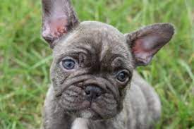 The werifesteria french bulldog puppy is gorgeous, full of fun, mischief and love! View Ad French Bulldog Litter Of Puppies For Sale Near Missouri West Plains Usa Adn 69845
