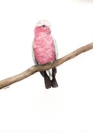 Original Watercolour Galah Painting Australian Animal Artwork Bird Art Bird Art Animals Artwork Original Watercolors