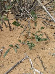 Image result for Talinum crispatulum