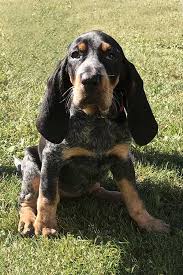 Don't miss what's happening in your neighborhood. Bluetick Coonhound Puppies For Sale Adoptapet Com