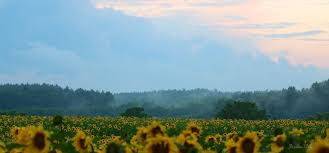 See you tomorrow/in the morning kartoffeln gibt es erst wieder morgen we/they etc won't have any potatoes till tomorrow Guten Morgen Aus Bernau Bei Berlin Und Willkommen Im August