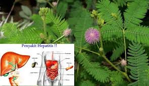 Cara mendapatkan manfaat daun miana ini cukup. Ternyata Tanaman Putri Malu Menyimpan Banyak Manfaat Salah Satunya Untuk Mengobati Rematik Dan Hepatitis Dan Ini Cara Mengolahnya Portal Ntt Portal Ntt