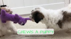 Teddy bears are some of the best personalities among the toy breeds. Teddy Bear Puppies For Sale Chews A Puppy Orlando Fl Youtube
