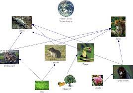 Food Web Food Chain Save The Amazon