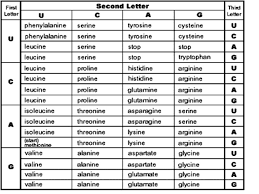 biology codon chart