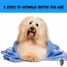 Big savings on dog food, toys & more. 8 Steps To Untangle Matted Dog Hair With Cowboy Magic Cowboy Magic