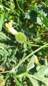 Image result for Cucumis ficifolius