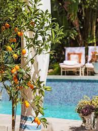 Moreover, the major benefit you get from growing them in pots is that you can place these pots in the sunlight when needed and move them over to a shaded area other times. Pot A Fruit Tree Better Homes Gardens