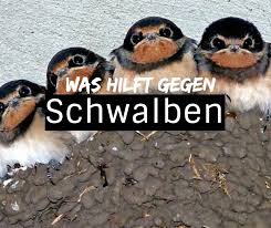 Schwalben Vertreiben In 2020 Schwalbe Vogelschreck Vertreiben