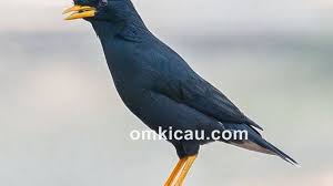 Kumpulan suara jalak kebo memang berbeda dengan kicauan burung yang lain. Cara Merawat Burung Jalak Jambul Thailand Agar Rajin Bunyi Om Kicau