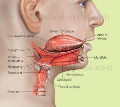 Oral Region Medical Illustrations Mouth Anatomy Tongue Anatomy Human Anatomy Illustrations