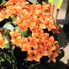 Image result for Kalanchoe blossfeldiana