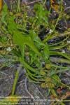 Image result for Limnophyton obtusifolium