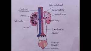 Maybe you would like to learn more about one of these? Urinary System Diagram How To Draw Labelled Diagram Of Urin System What Is Urinary System Youtube