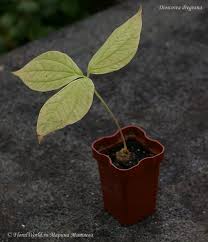 Image result for Dioscorea dregeana