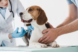 Pet health