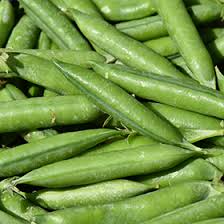 Image result for Pisum sativum