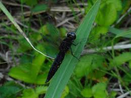 ライブドアブログ