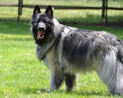 German shepherd puppies for sale. Shiloh Shepherd Puppies For Sale Shiloh Shepherd Dog Breeders