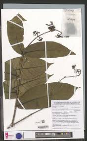 Image result for Dictyophleba ochracea