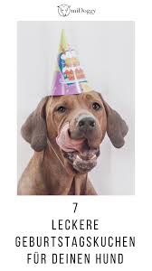 7 Leckere Diy Geburtstagskuchen Fur Deinen Hund Midoggy Community Hunde Hund Geburtstag Hundefutter