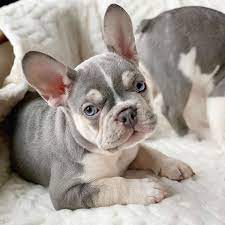 Https Www Facebook Com French Bulldog Breeder Photos A 1583740585216852 2397367737187462 Type 3 Bulldog Puppies French Bulldog Rescue French Bulldog Puppies