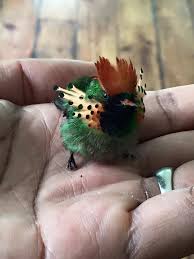 Pin On Birds