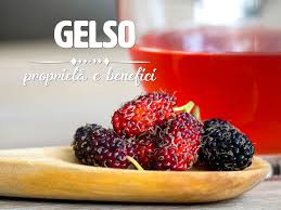 Sapevate che il diverso colore dei gelsi nasconde proprietà benefiche specifiche? Gelso Proprieta Benefici E Controindicazioni Ricette Della Nonna